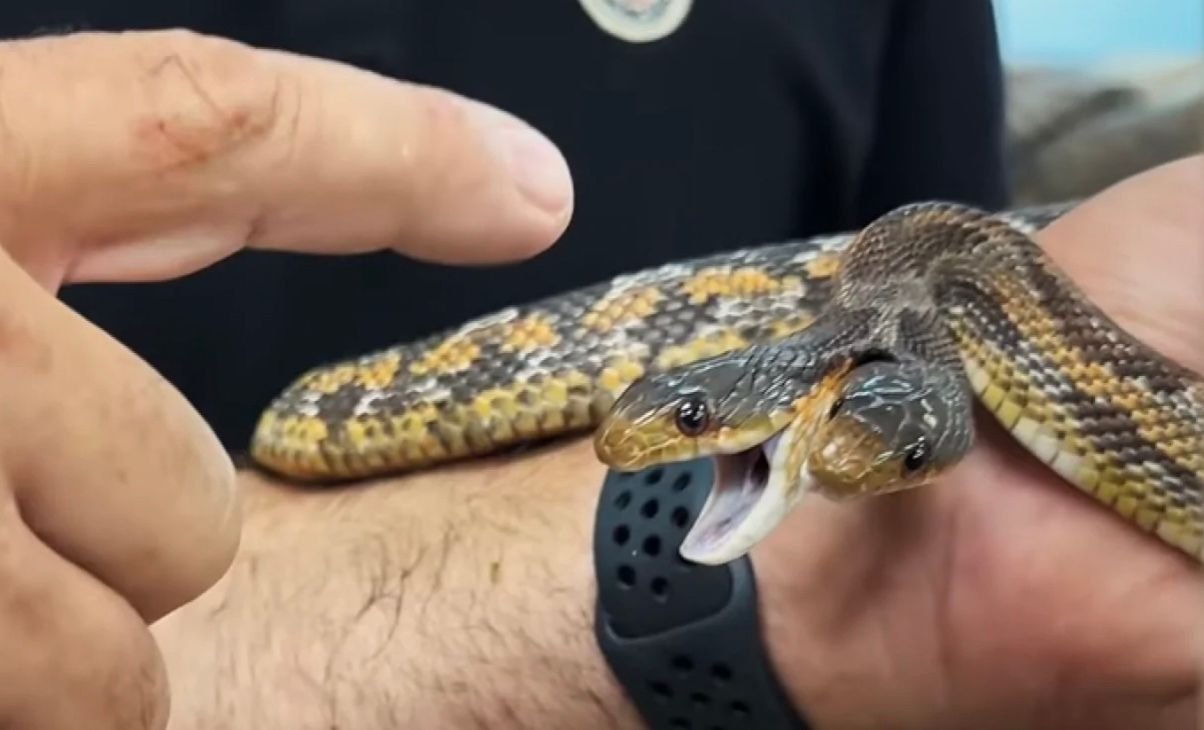 Мужчина нашел змею, которая кусает сразу двумя головами