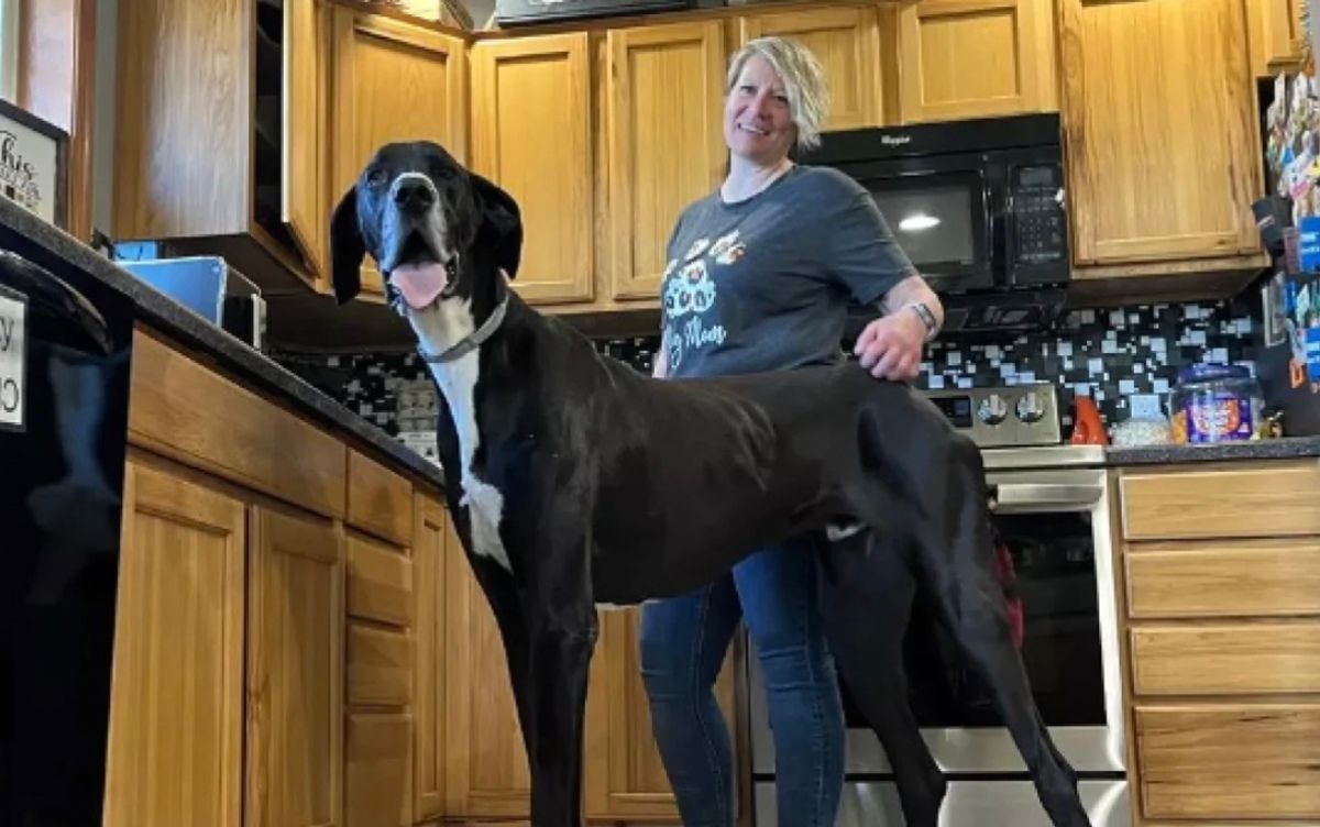 Кевин - самая высокая собака в мире.