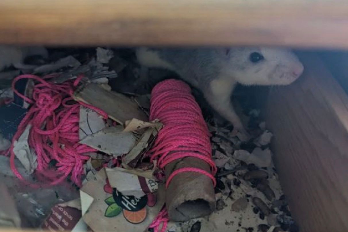 Будинок британки Сари Джордан виявився колонією щурів Будинок британки Сари Джордан виявився колонією щурів