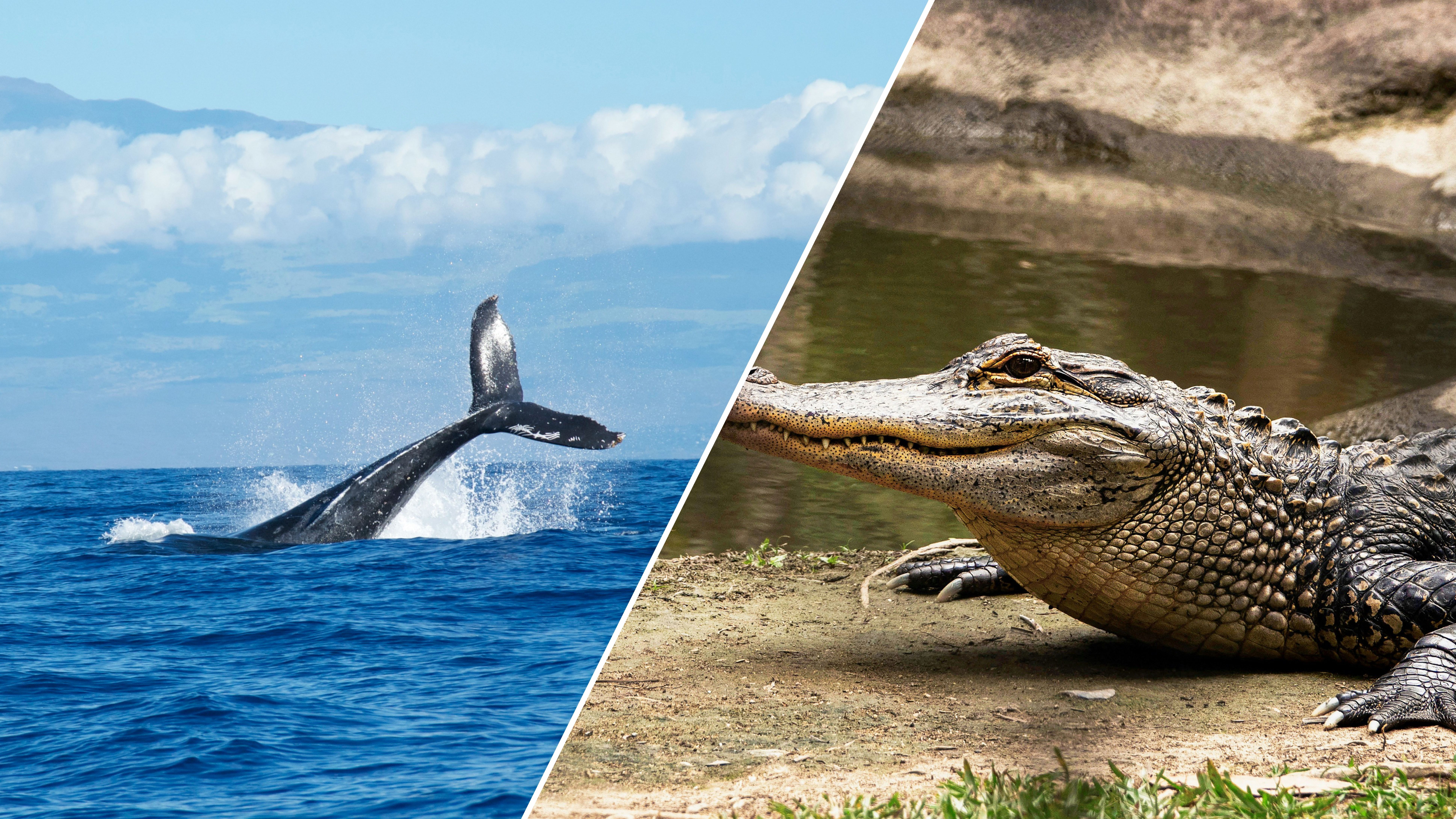 3 тварини-рекордсмени, які живуть неймовірно довго 3 тварини-рекордсмени, які живуть неймовірно довго