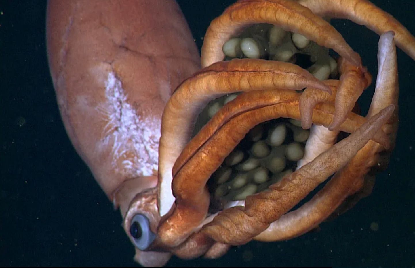 У глибинах океану помічено самку з гігантськими яйцями в "руках"