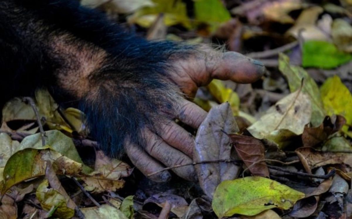 Почему у людей и млекопитающих по 5 пальцев Почему у людей и млекопитающих по 5 пальцев