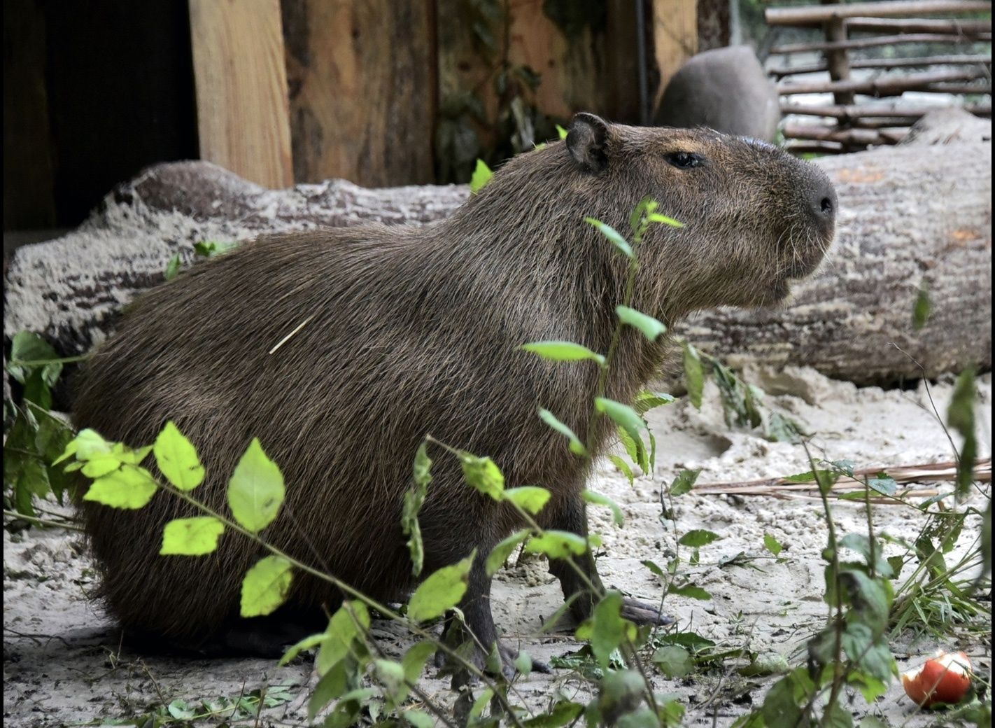 В КиевЗоо приютили спасенного из-под обстрелов капибара Тоху В КиевЗоо приютили спасенного из-под обстрелов капибара Тоху
