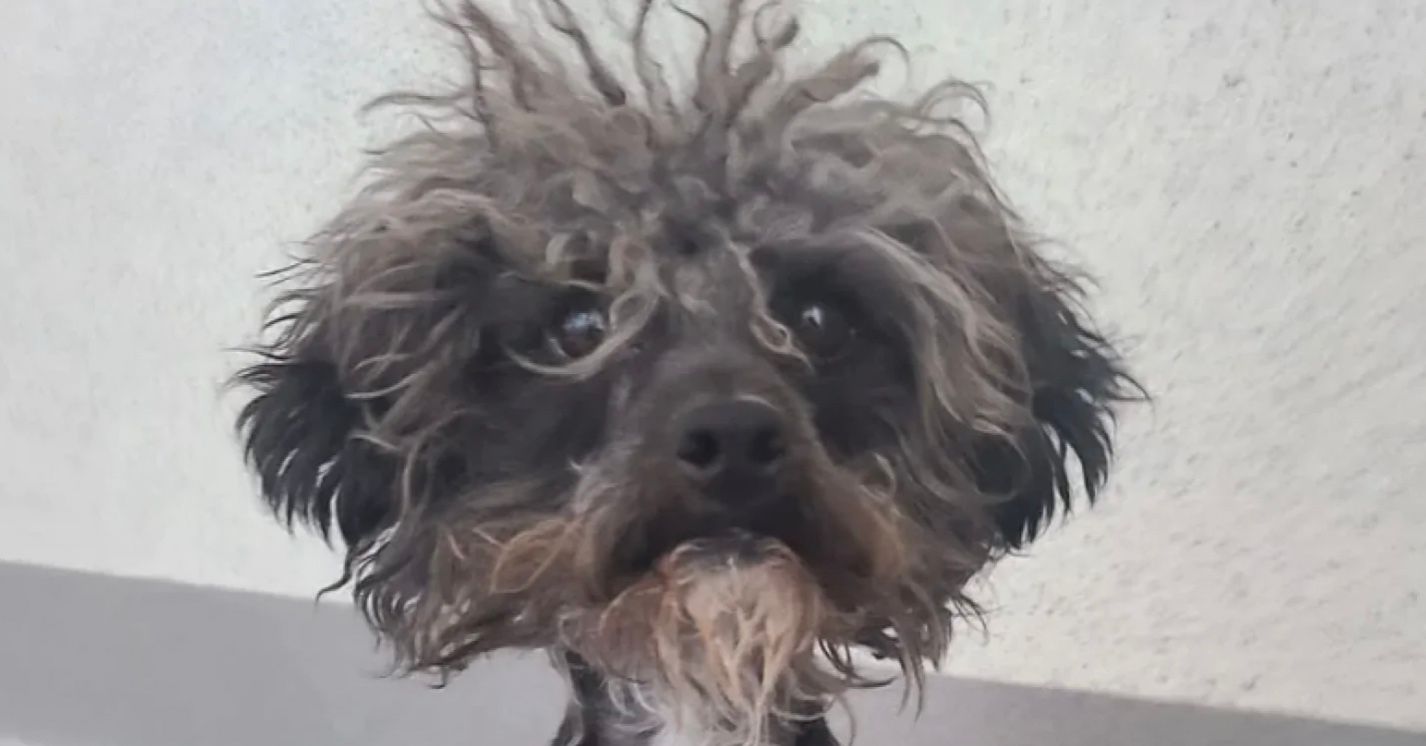 "Найпотворніший" пес став красенем "Найпотворніший" пес став красенем