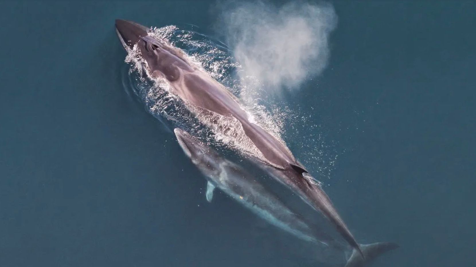 Среди сделанных наблюдений были сейвалы, что под угрозой исчезновения Среди сделанных наблюдений были сейвалы, что под угрозой исчезновения