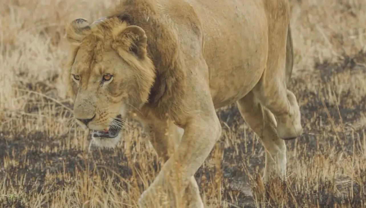 Трехногий лев был вынужден плыть по реке, кишащей крокодилами Трехногий лев был вынужден плыть по реке, кишащей крокодилами