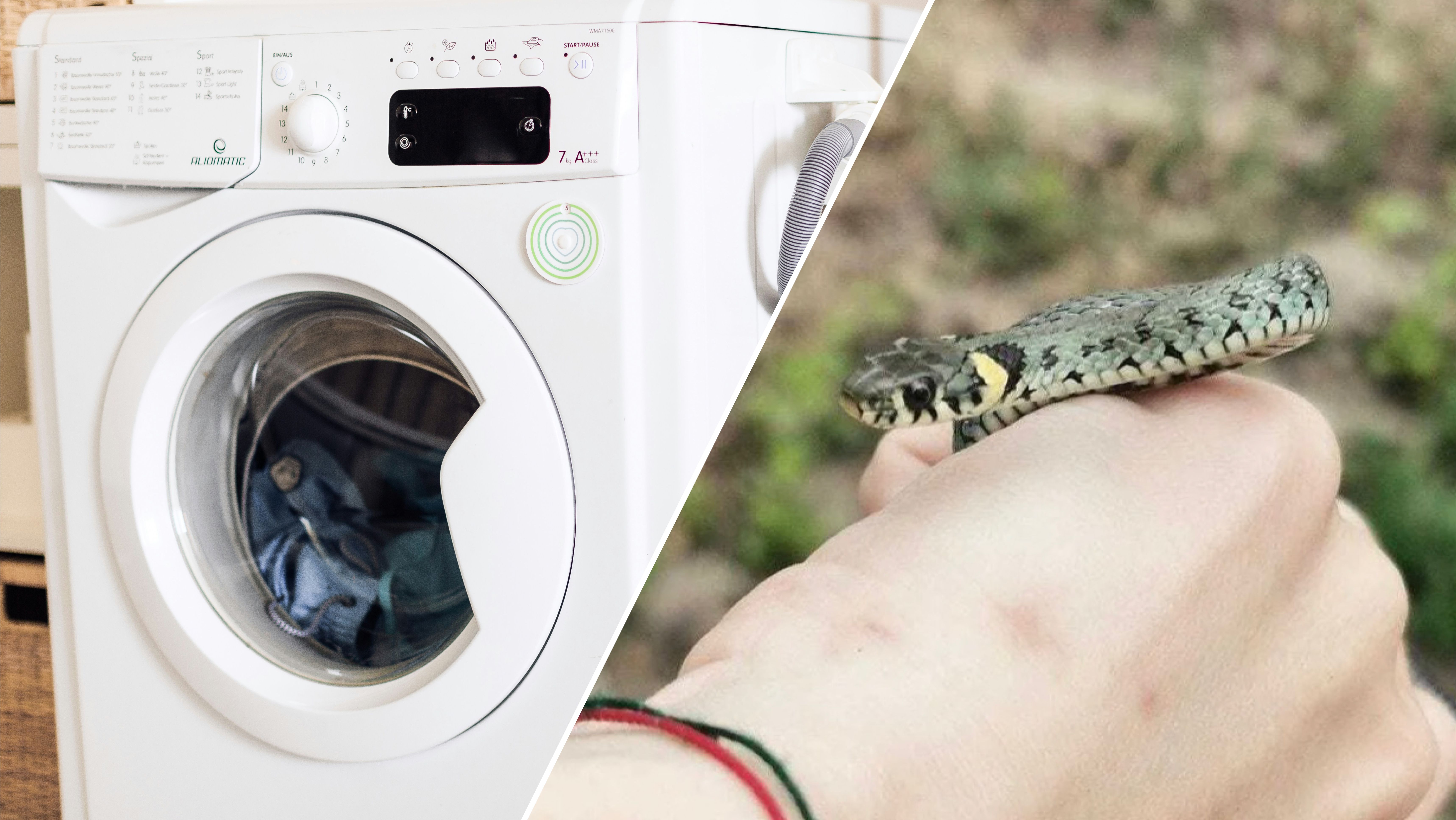 В Киеве на Оболони женщина нашла в стиральной машине живую змею