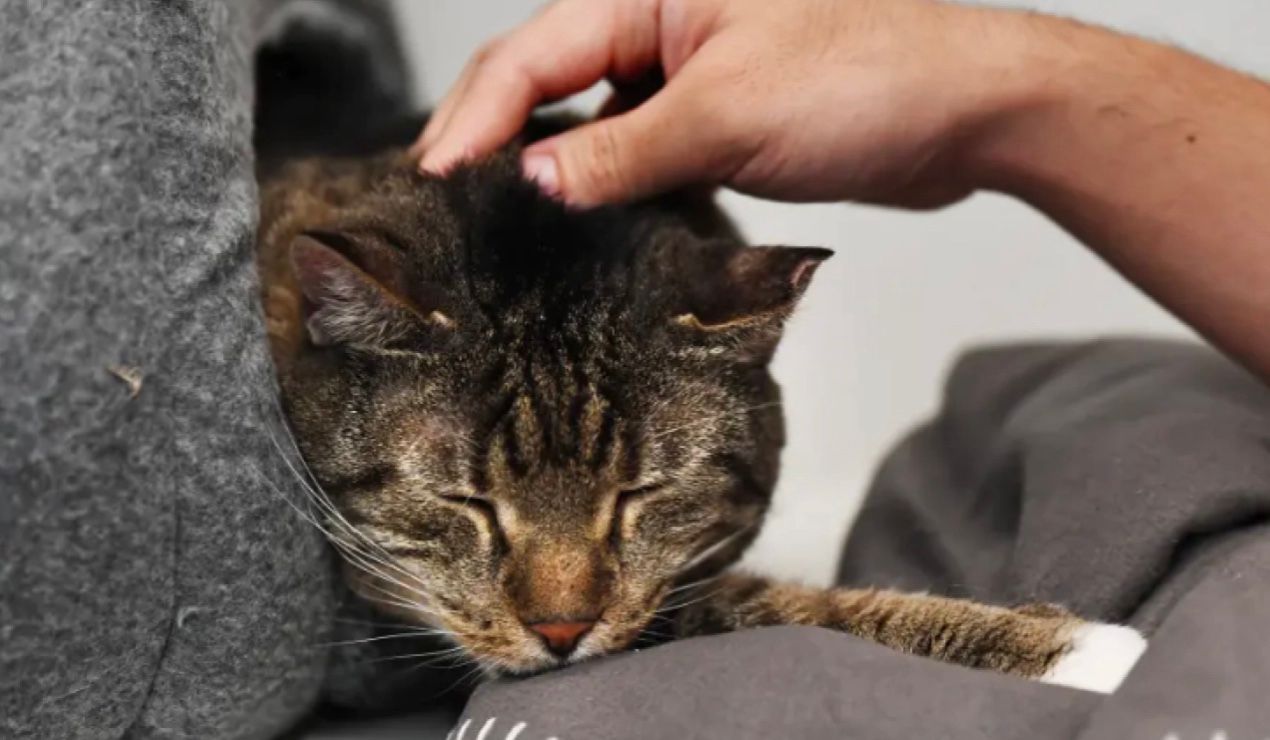 Кішку на 5 тижнів "забули" в зачиненому магазині Кішку на 5 тижнів "забули" в зачиненому магазині