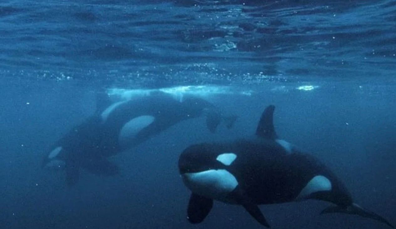 Косатки нападають на акул частіше, ніж ми думали Косатки нападають на акул частіше, ніж ми думали