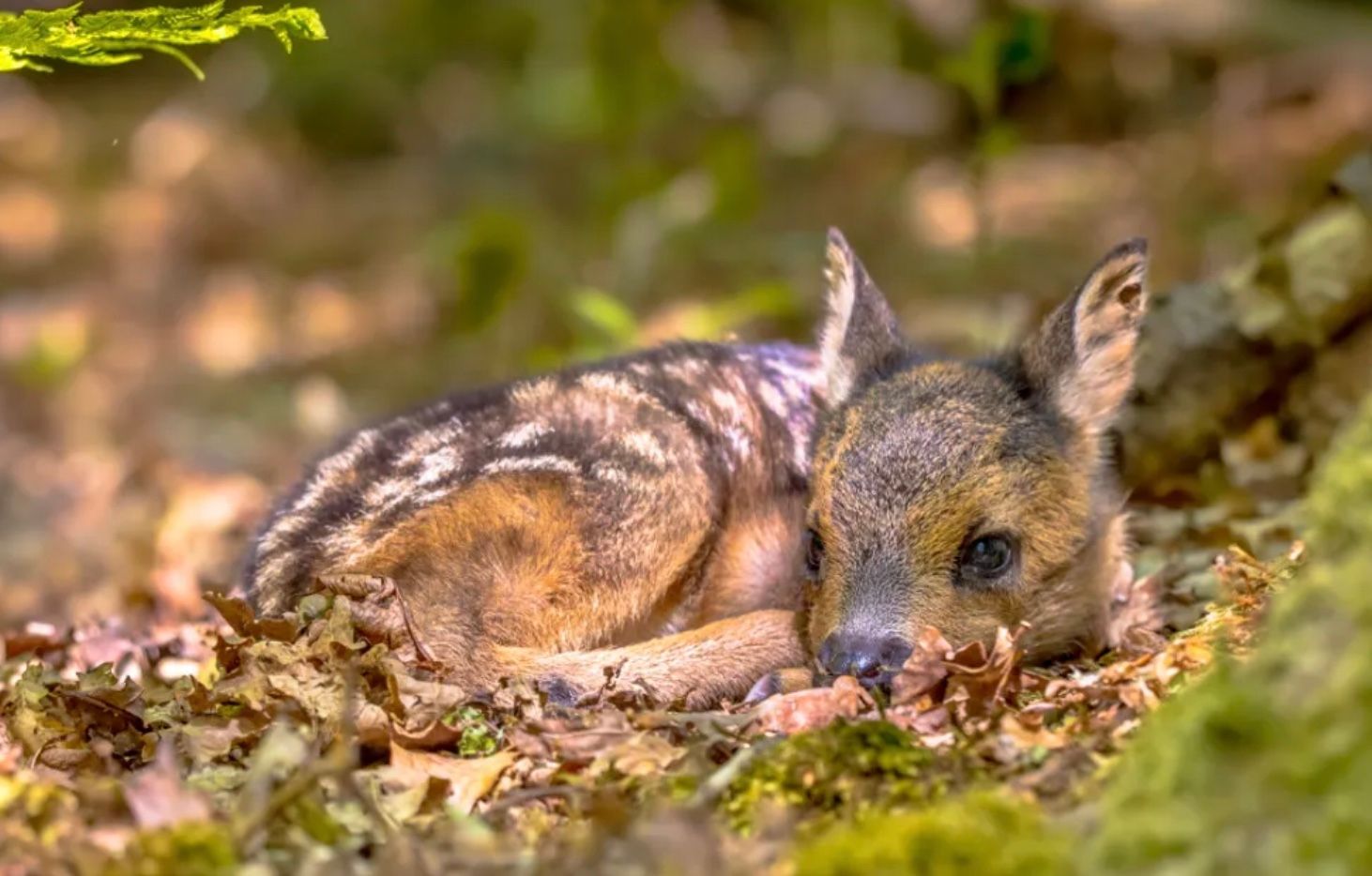 Чому новонароджені олені згортаються "калачиком" під кущем Чому новонароджені олені згортаються "калачиком" під кущем