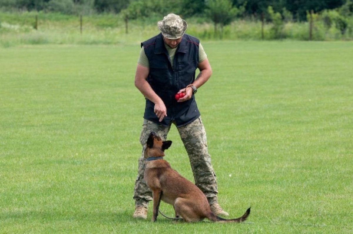 Лави української армії поповнили 12 собак-саперів Лави української армії поповнили 12 собак-саперів