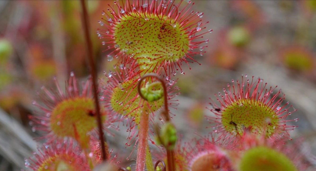 Росичка круглолистная Росичка круглолистная