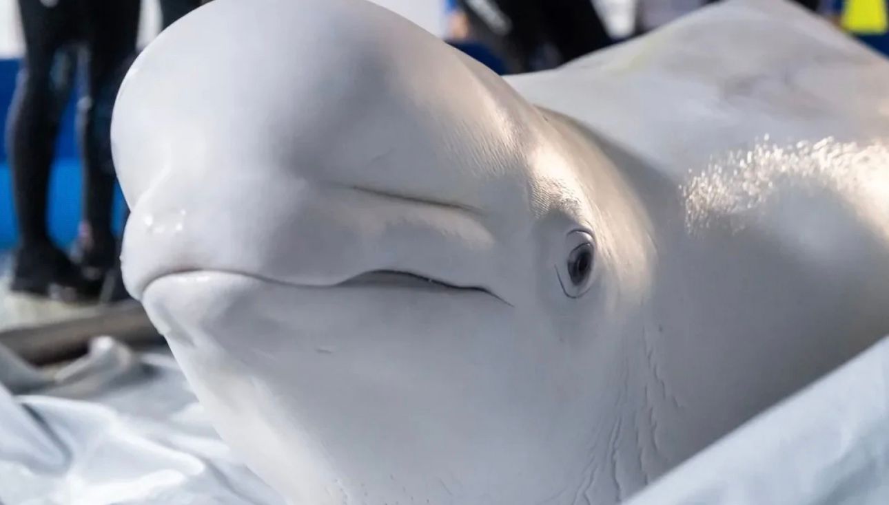 Евакуація білух із Харкова зайняла 36 годин Евакуація білух із Харкова зайняла 36 годин