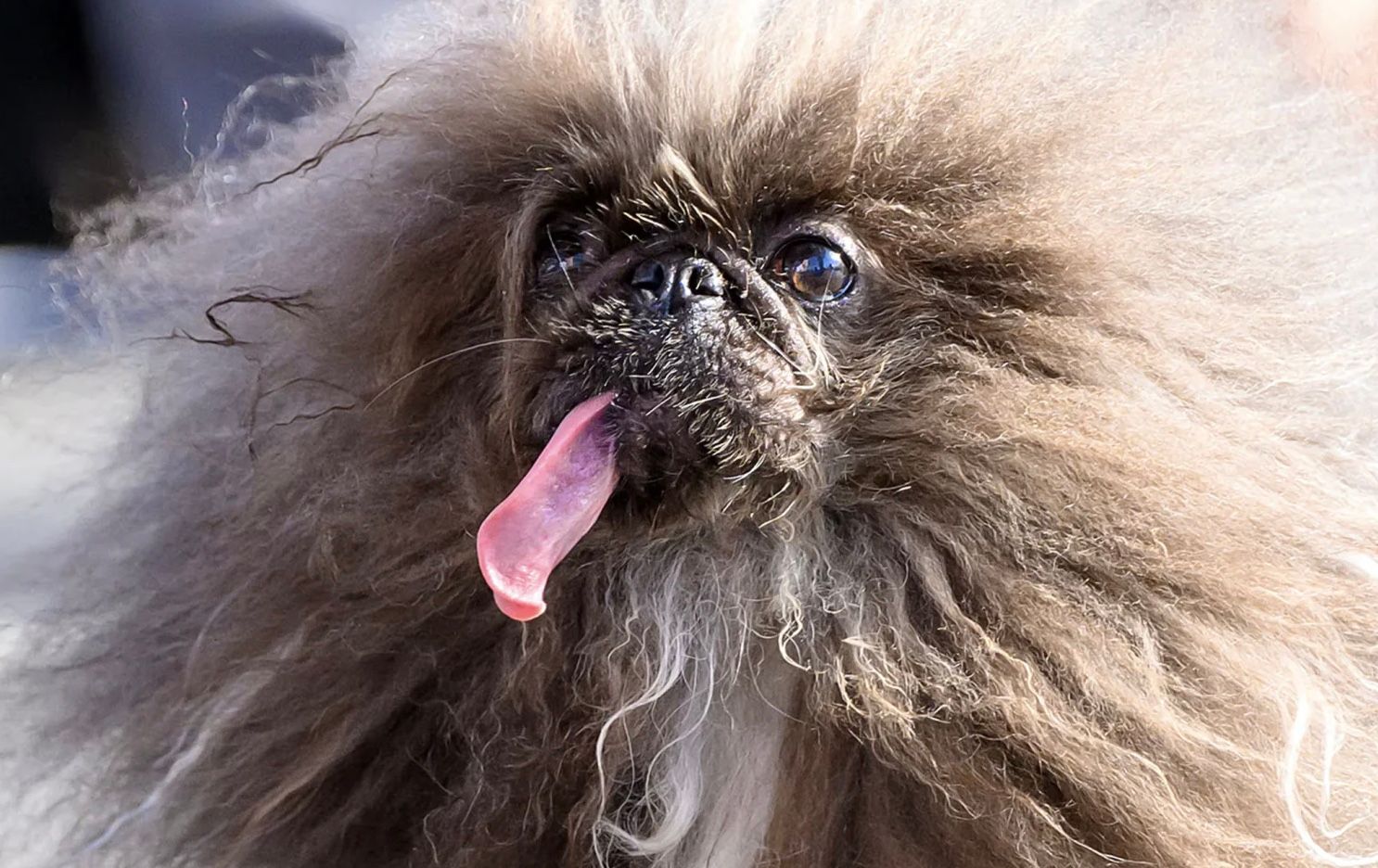 Самая уродливая собака 2024 года Вайлд Тханг