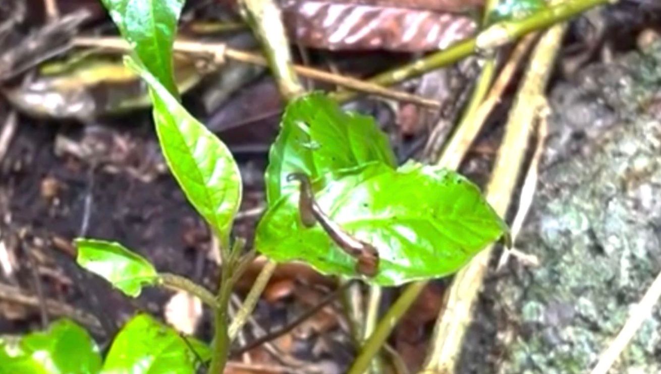 На Мадагаскарі вперше знайшли незвичайну п'явку На Мадагаскарі вперше знайшли незвичайну п'явку