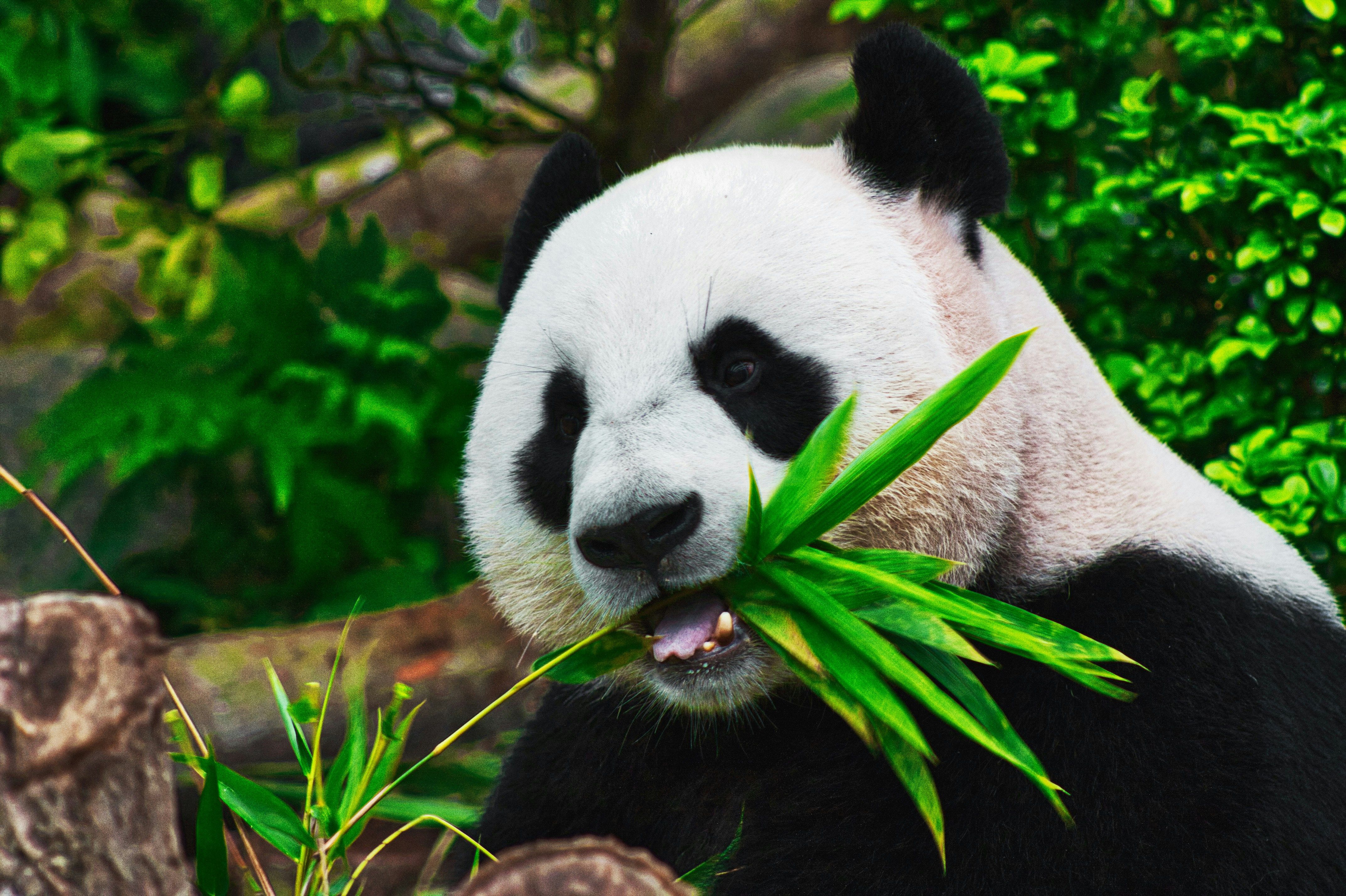 В Китае зоопарк пожизненно запретил 12 туристам посещать панд