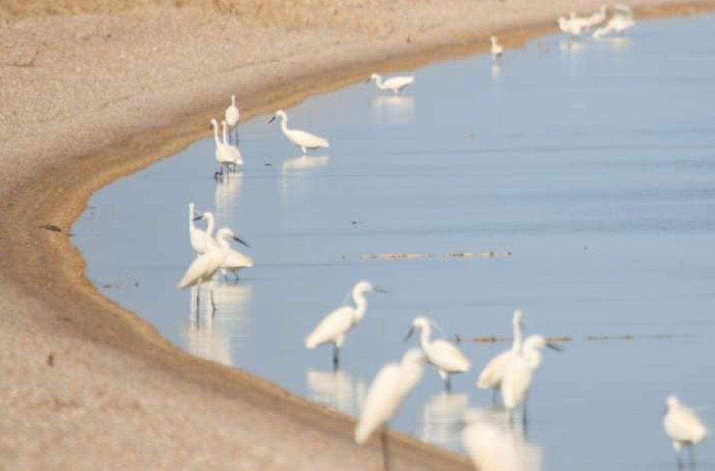 На лиманах Одещини оселилися малі білі чаплі На лиманах Одещини оселилися малі білі чаплі