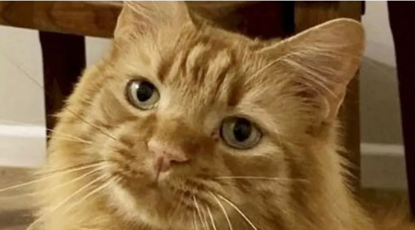 Кот по кличке Лео чихал в течение двух недель Кот по кличке Лео чихал в течение двух недель