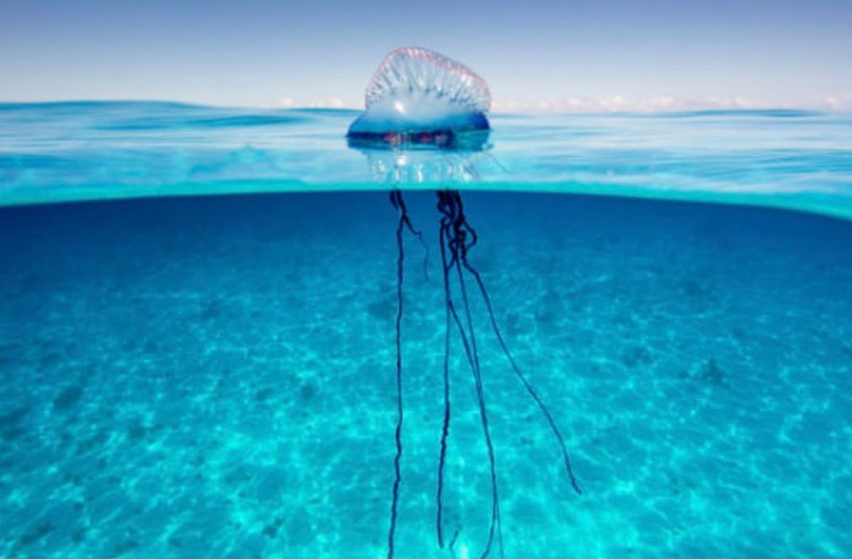 Смертоносні істоти, схожі на медуз, можуть заполонити популярні пляжі Смертоносні істоти, схожі на медуз, можуть заполонити популярні пляжі