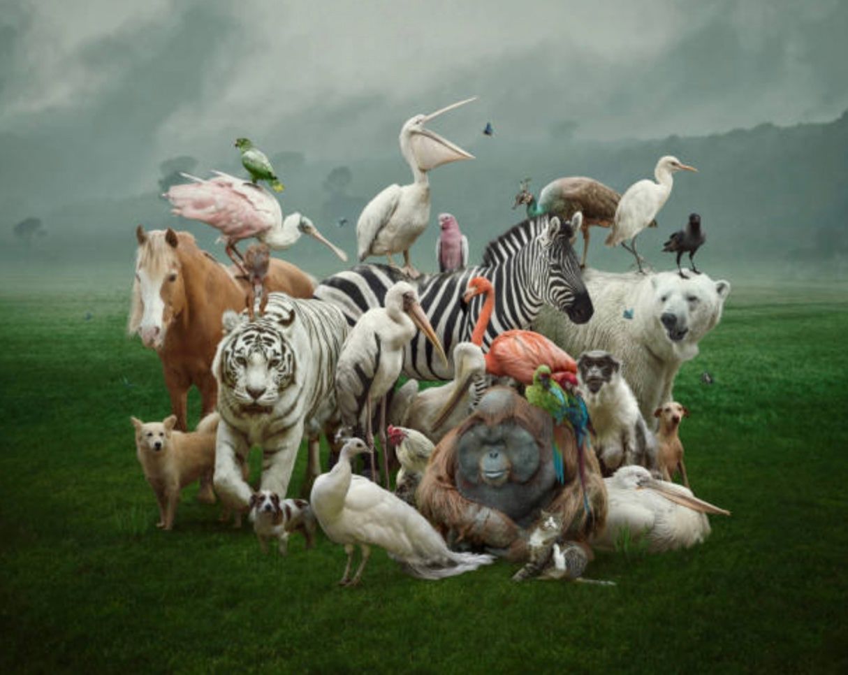 Какие 5 животных переживут глобальную катастрофу Какие 5 животных переживут глобальную катастрофу