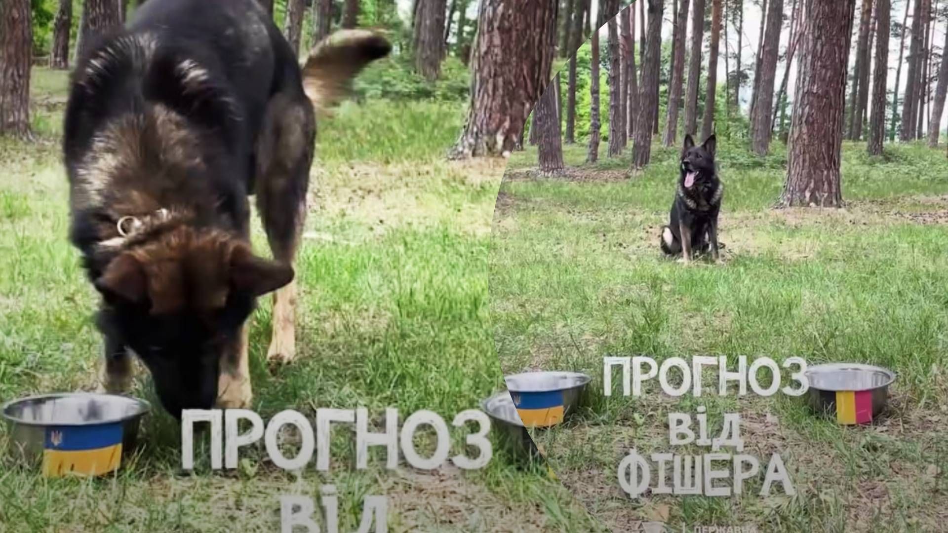 Песик прикордонників Фішер зробив прогноз на матч Україна - Бельгія - Pets