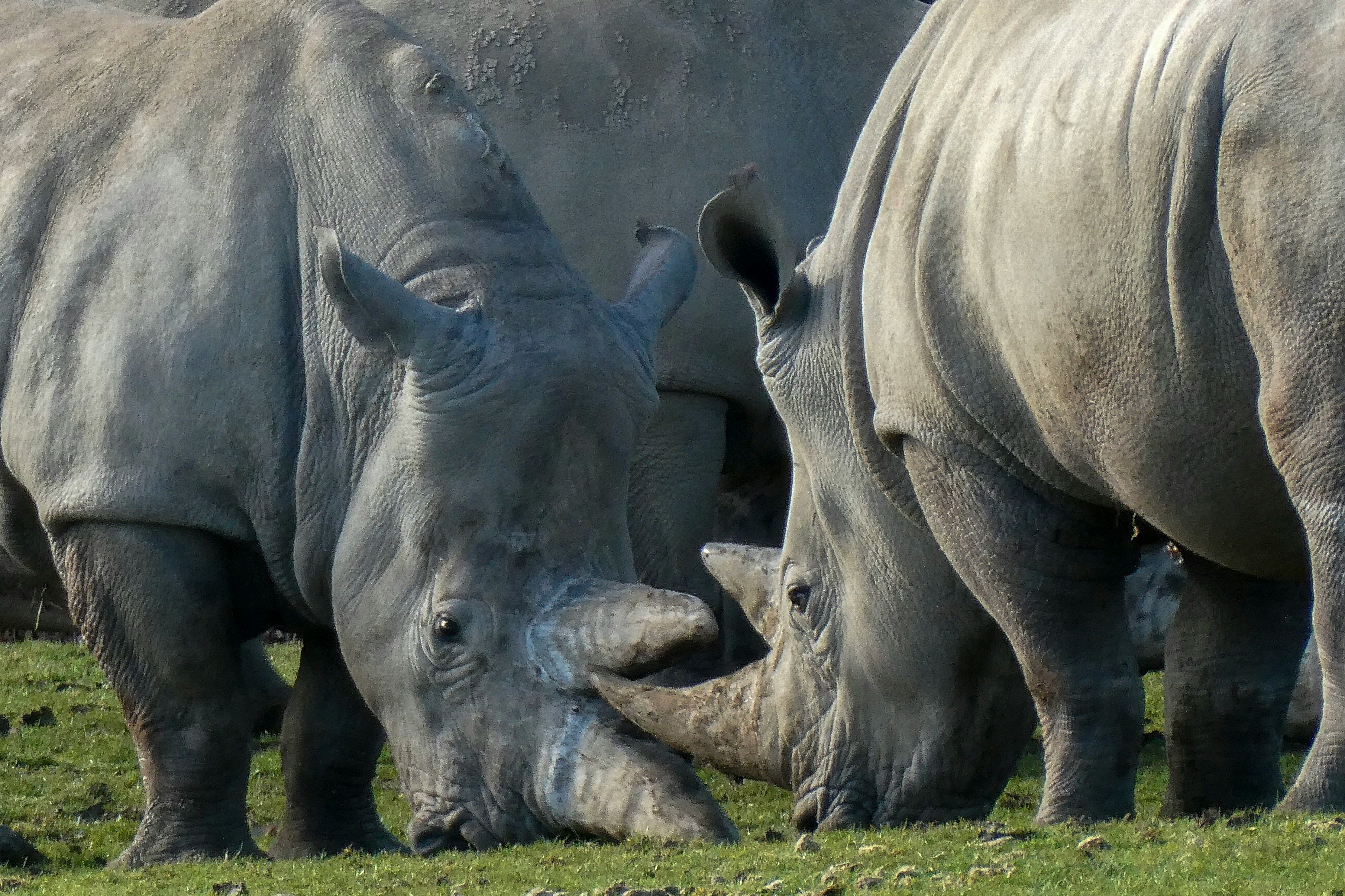 Носорогов в Африке вооружили радиоактивными рогами для защиты