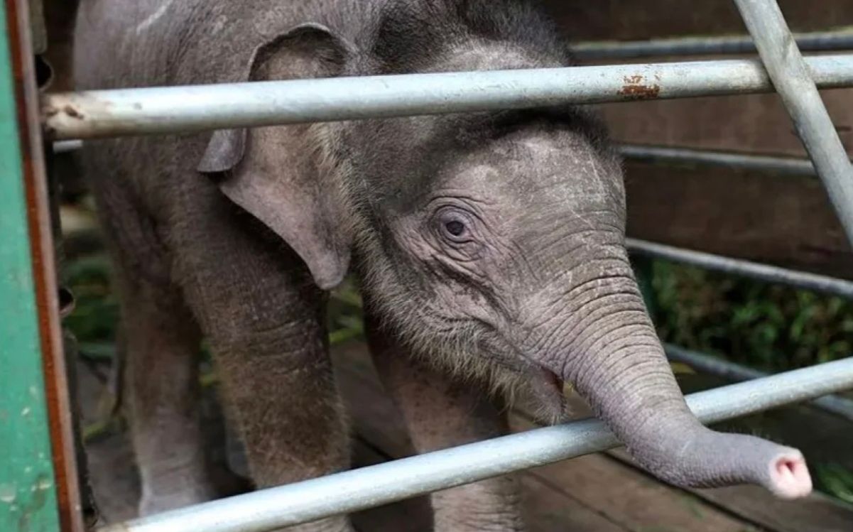 Найменший слон у світі може зникнути з лиця Землі