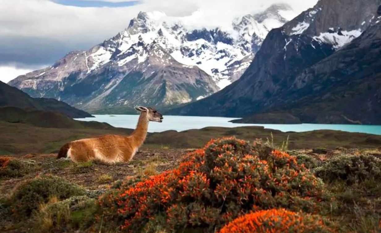 Гуанако на території Чилі, Південна Америка Гуанако на території Чилі, Південна Америка