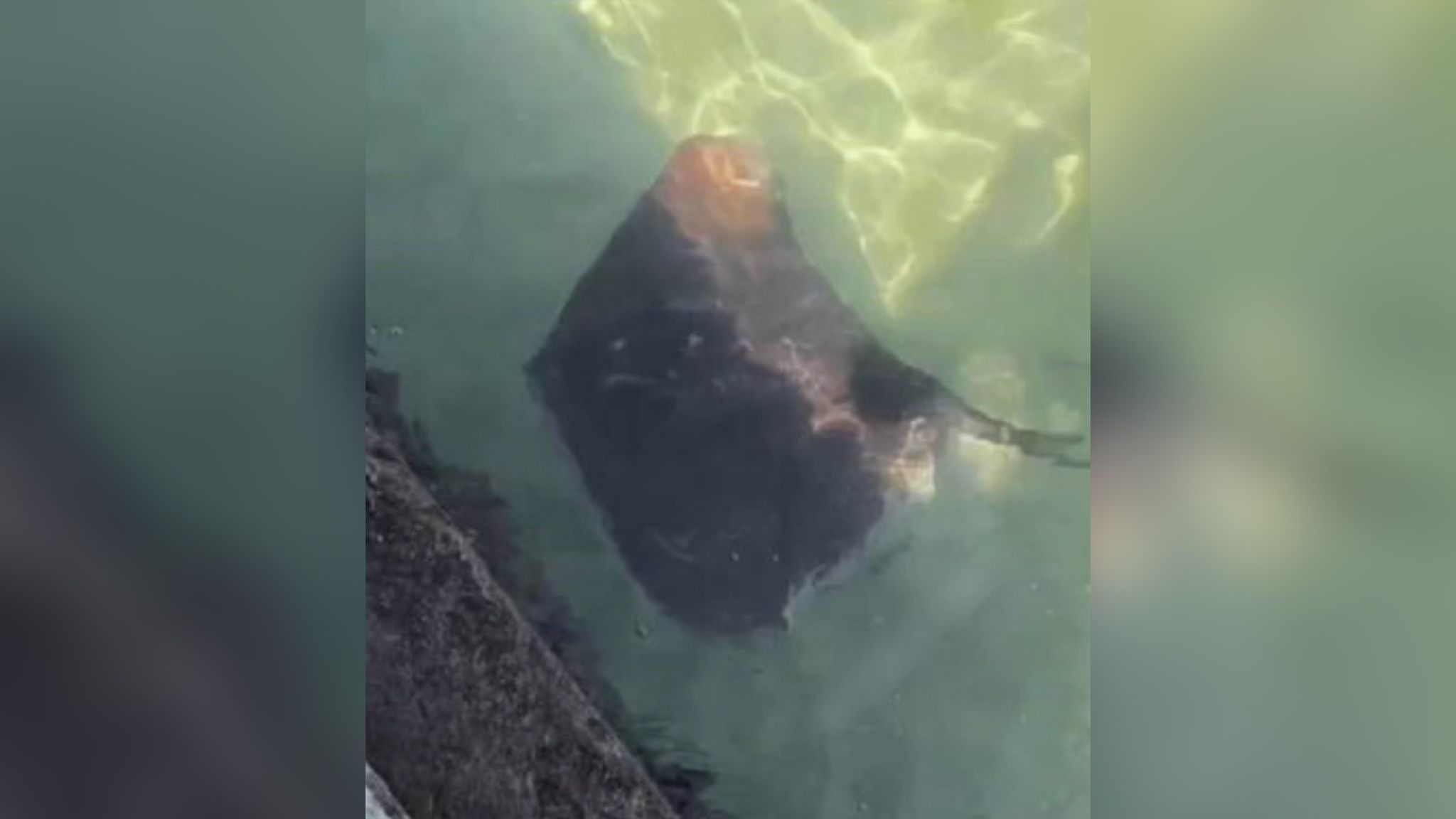 В Одесі на пляжі помітили великого ската В Одесі на пляжі помітили великого ската