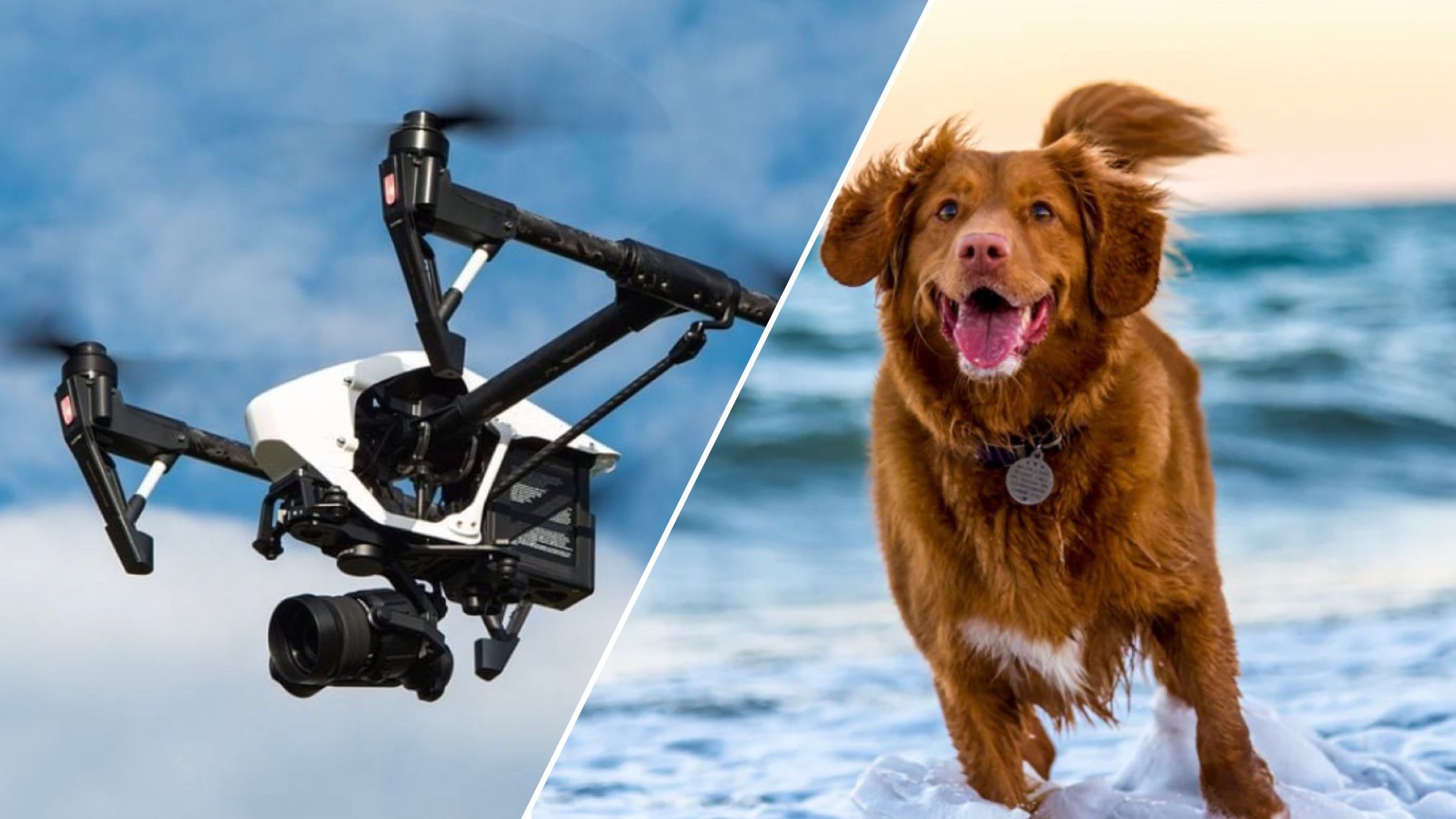 Чоловік дражнив сусідського собаку дроном Чоловік дражнив сусідського собаку дроном