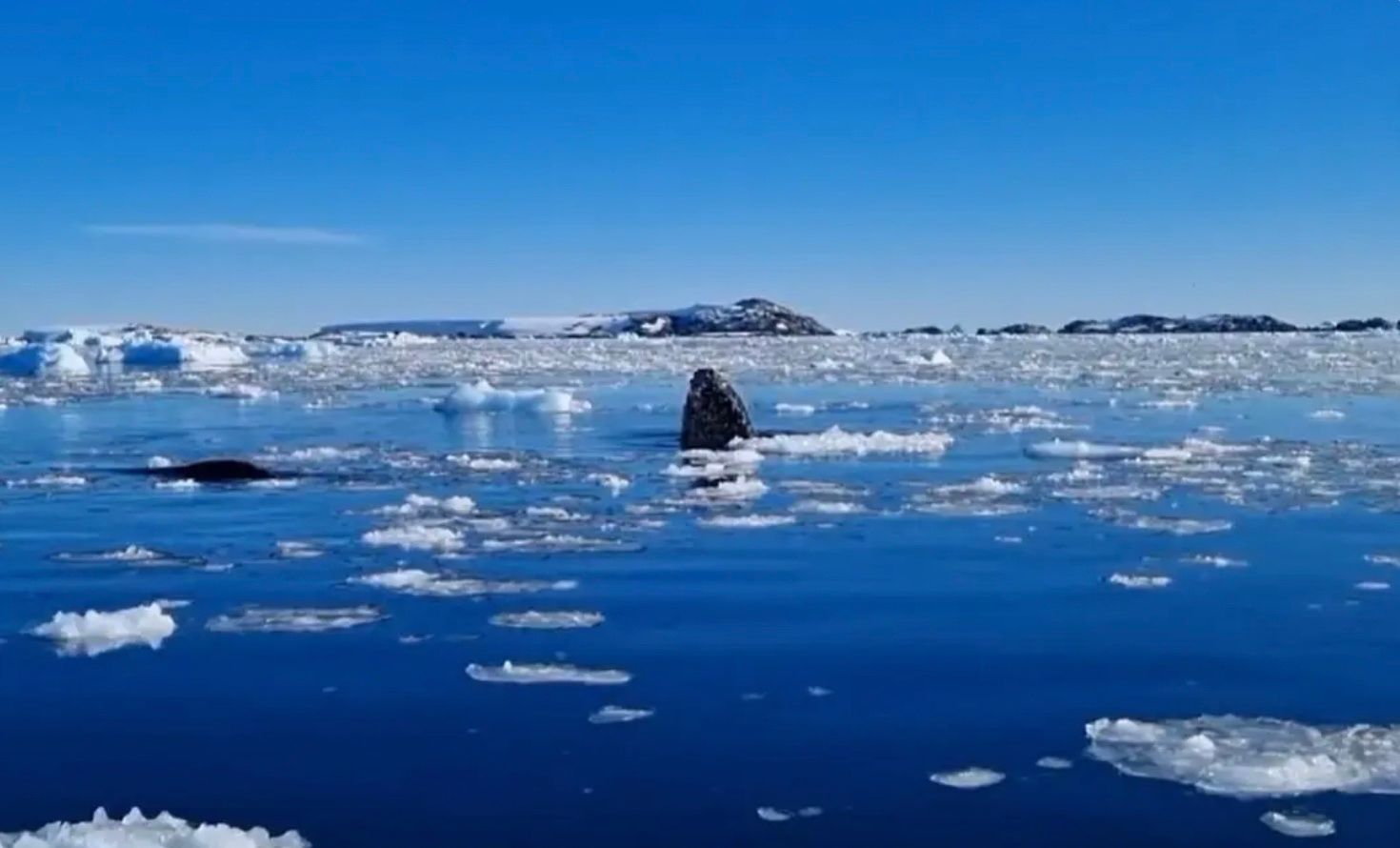 Полярники показали, как горбатые киты "шпионят" в Антарктике