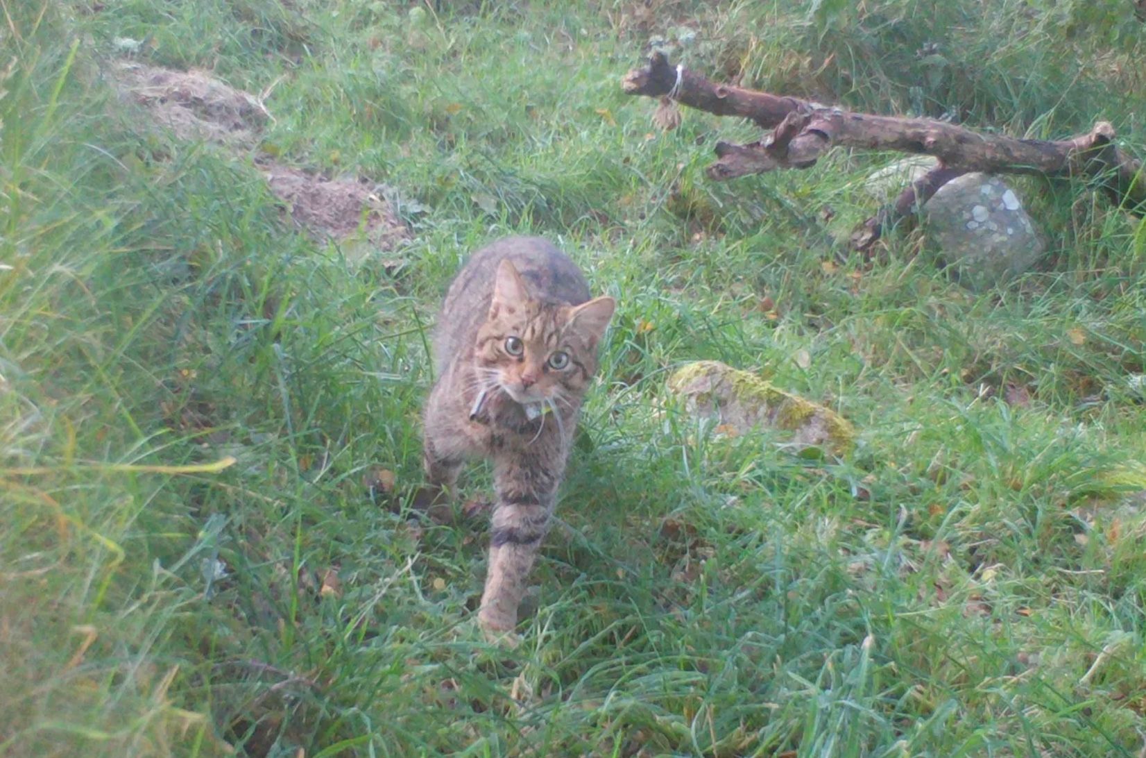 У Шотландії успішно рятують від вимирання наймиліших диких кошенят У Шотландії успішно рятують від вимирання наймиліших диких кошенят