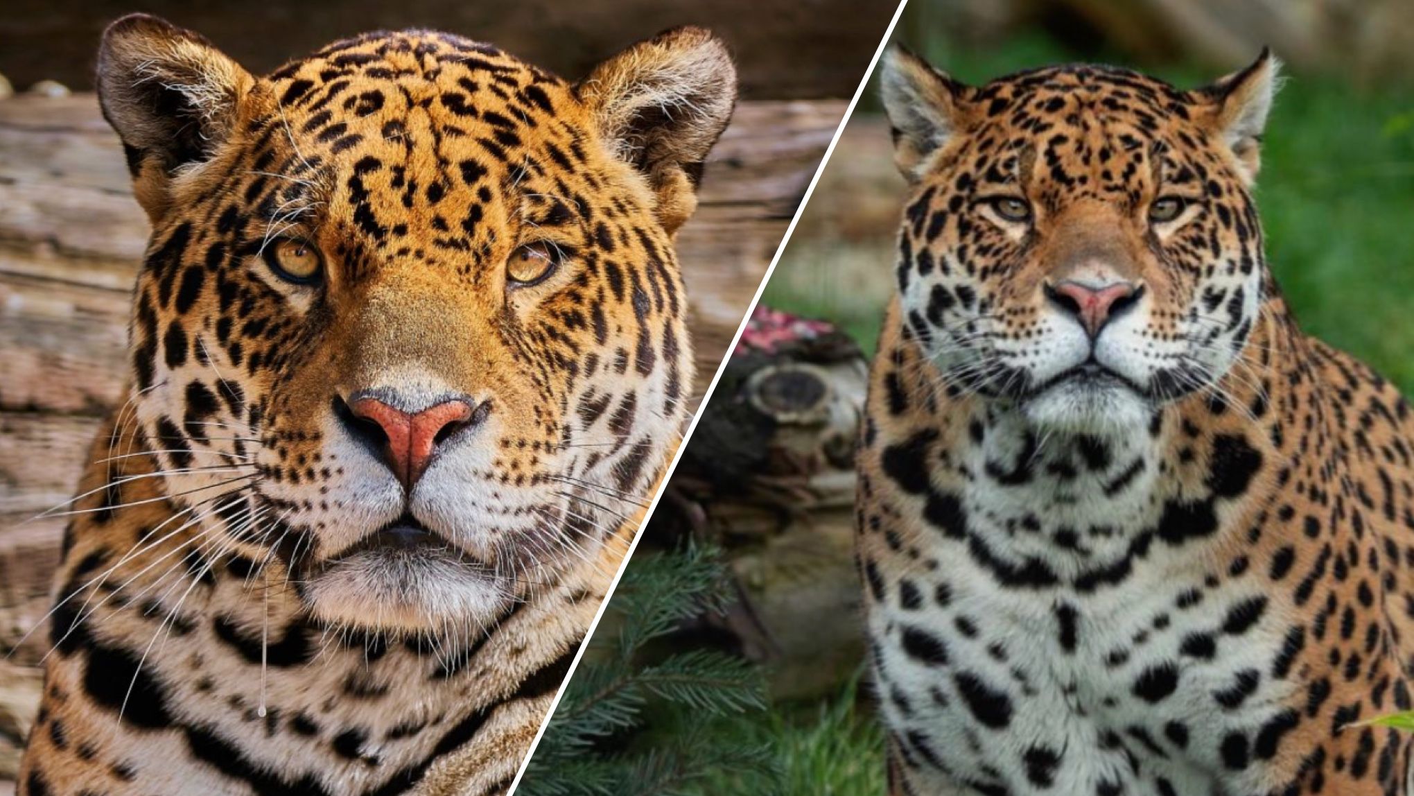 Ягуар Камаль та самка ягуара Кедера Ягуар Камаль та самка ягуара Кедера