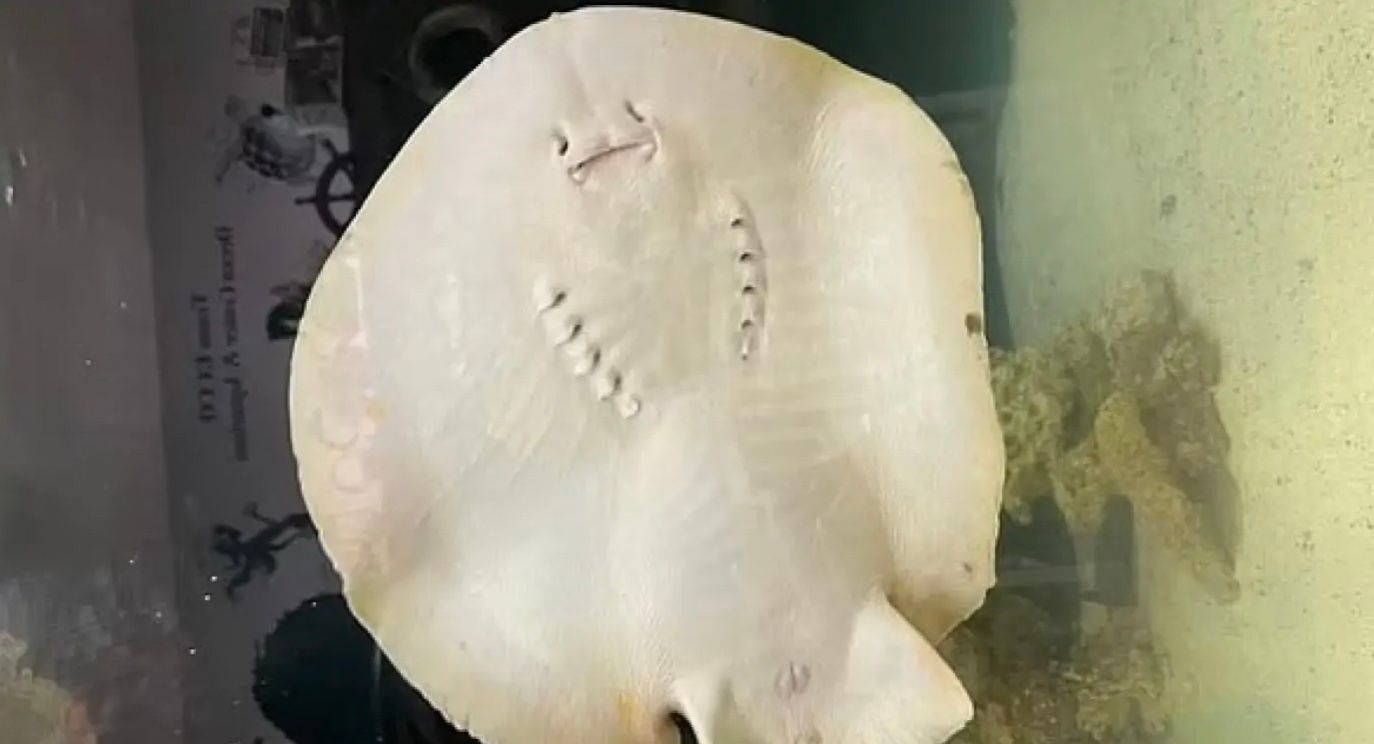 Самая известная самка ската Шарлотта умерла от болезни Самая известная самка ската Шарлотта умерла от болезни