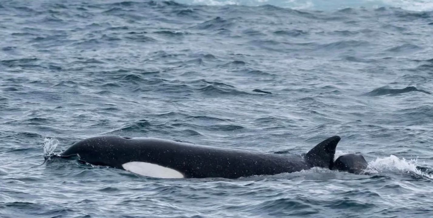 Спліт Фін — матріарх зграї з роздвоєним плавником Спліт Фін — матріарх зграї з роздвоєним плавником