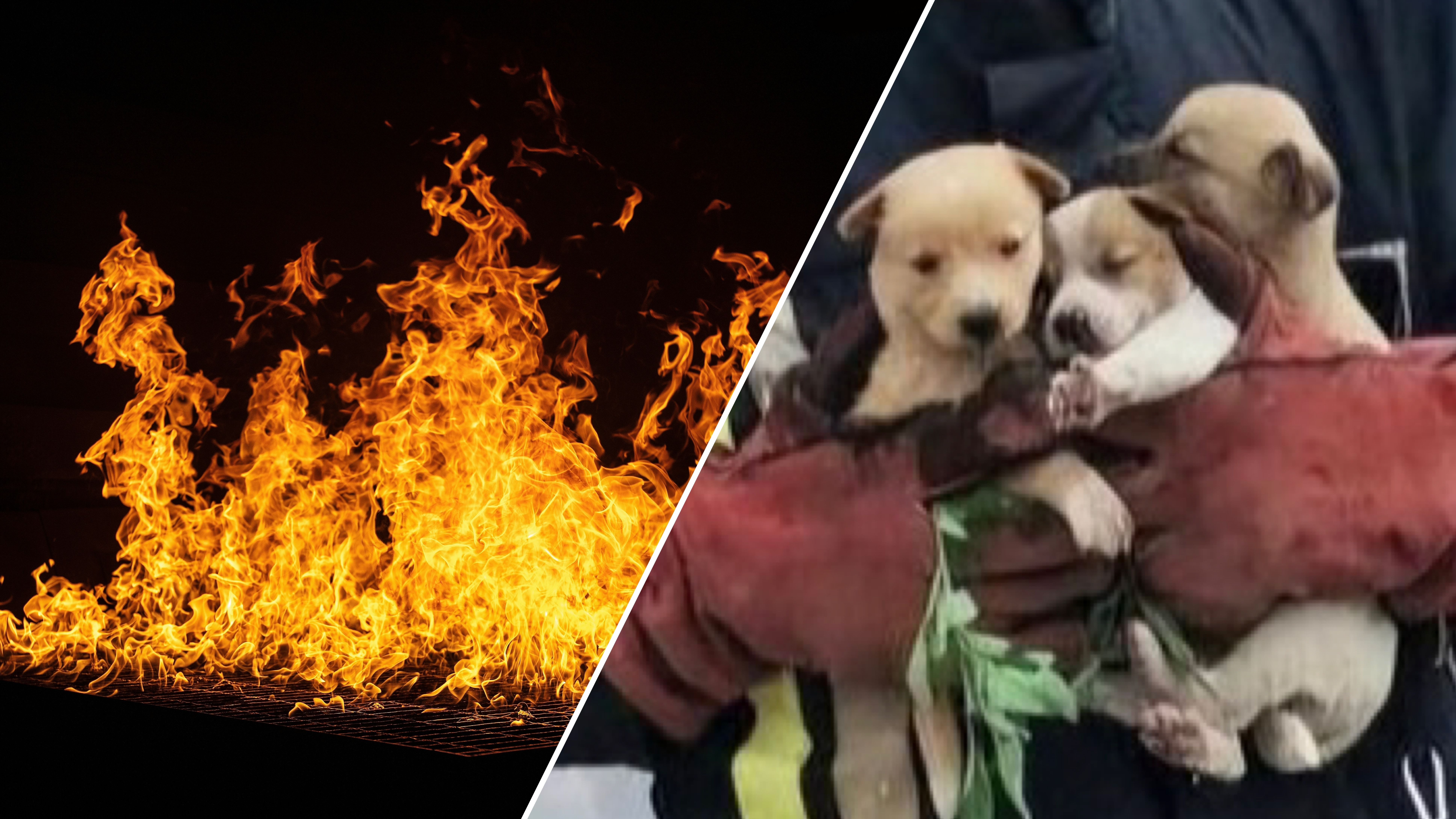 5 спасенных щенков и ликвидирован пожар 5 спасенных щенков и ликвидирован пожар