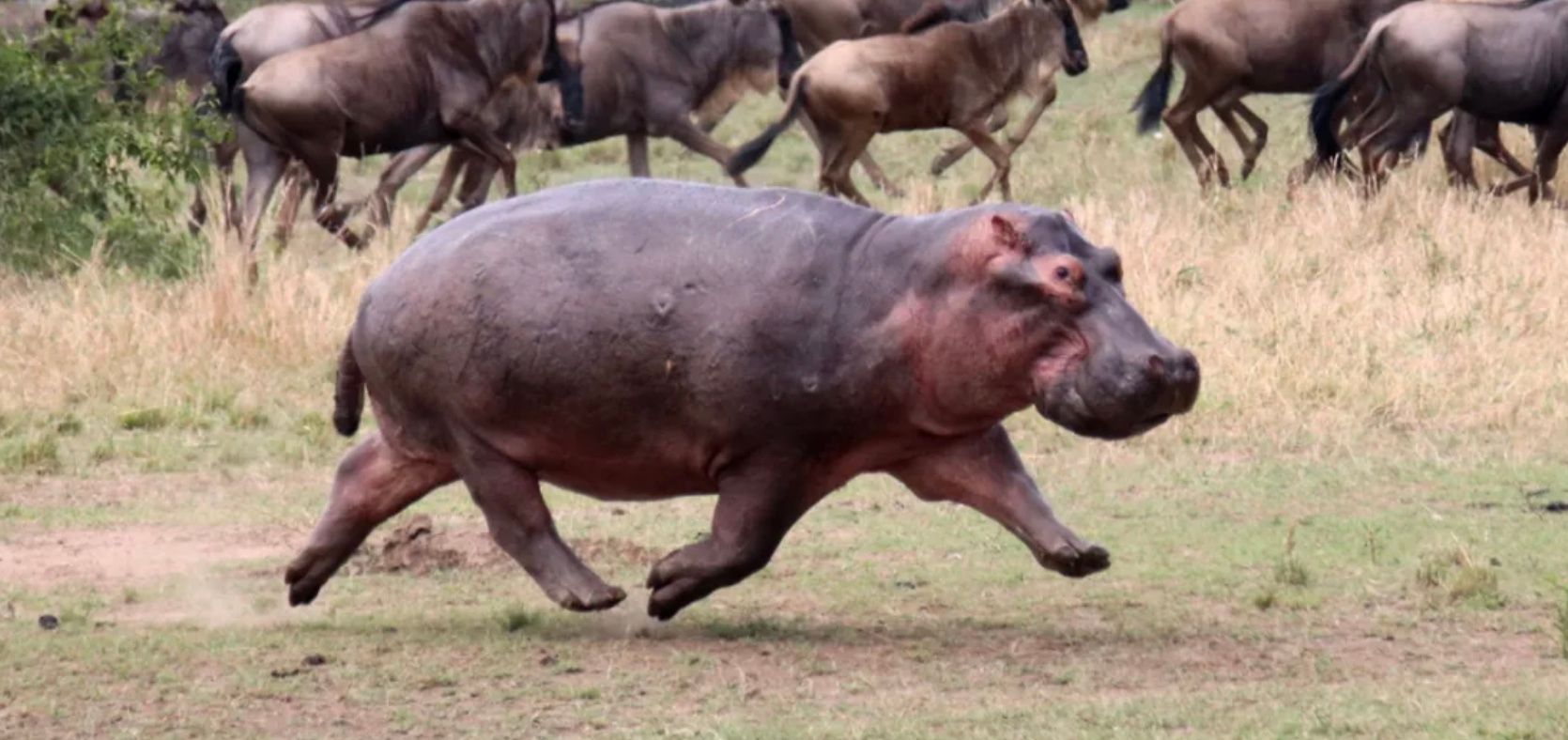 2000-килограммовые бегемоты не умеют плавать, но научились летать 2000-килограммовые бегемоты не умеют плавать, но научились летать