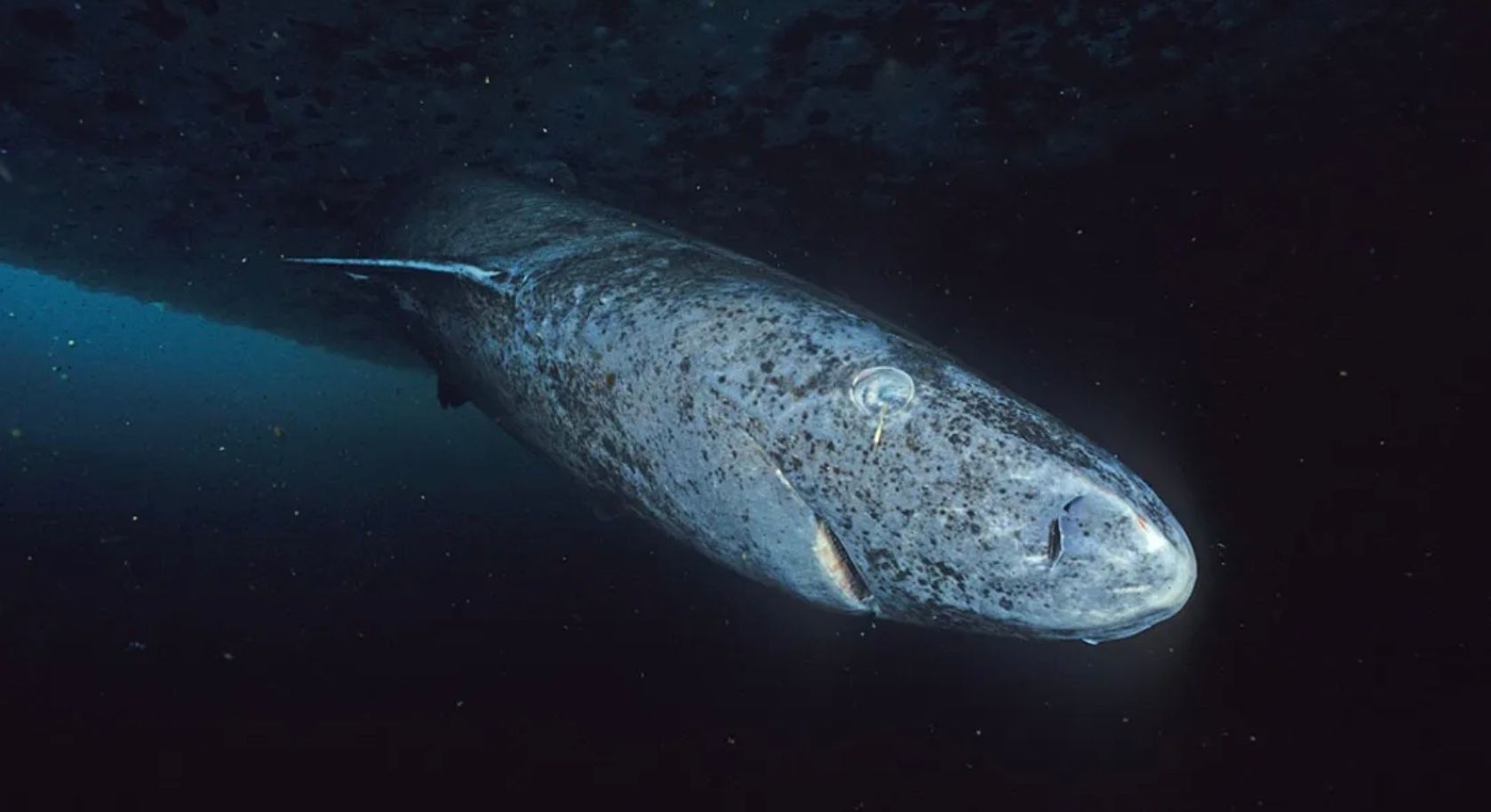Найдовгоживучіший хребетний розкрив свій секрет "вічної молодості" Найдовгоживучіший хребетний розкрив свій секрет "вічної молодості"