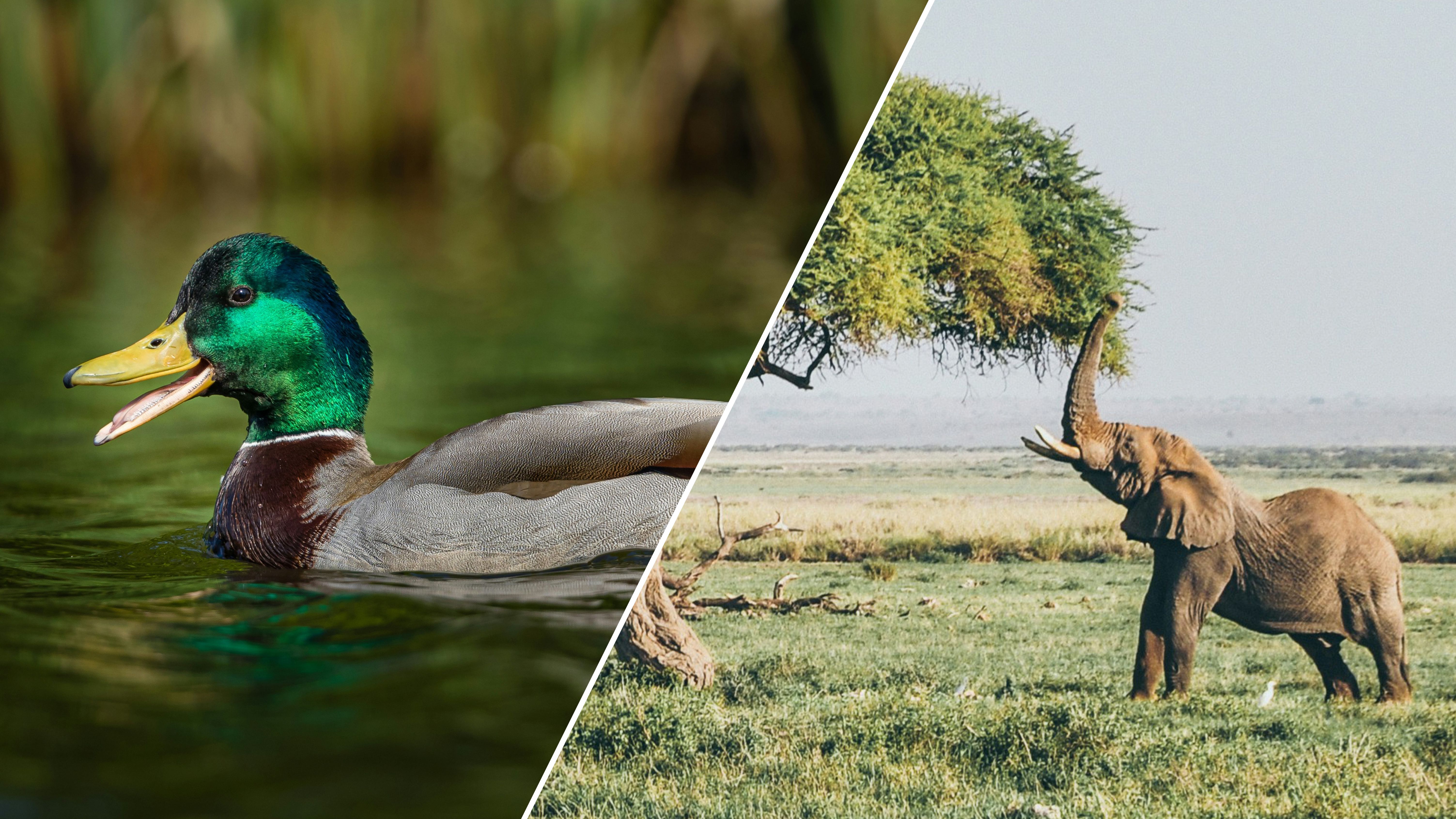 Тварини навчилися імітувати людську мову Тварини навчилися імітувати людську мову