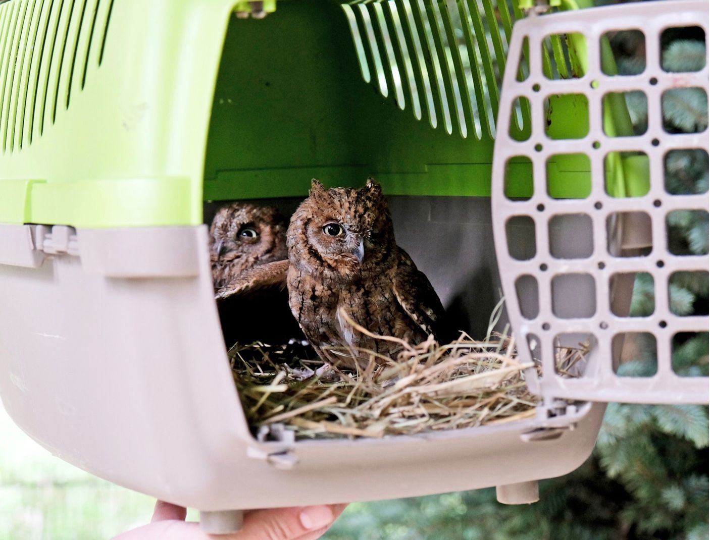 Нова оселя для врятованих сов Нова оселя для врятованих сов
