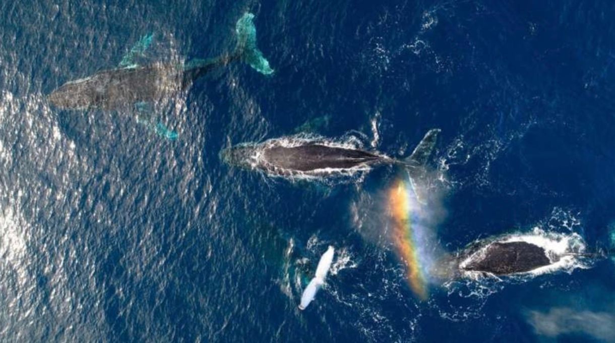 Когда горбатые киты были самыми счастливыми в океане Когда горбатые киты были самыми счастливыми в океане