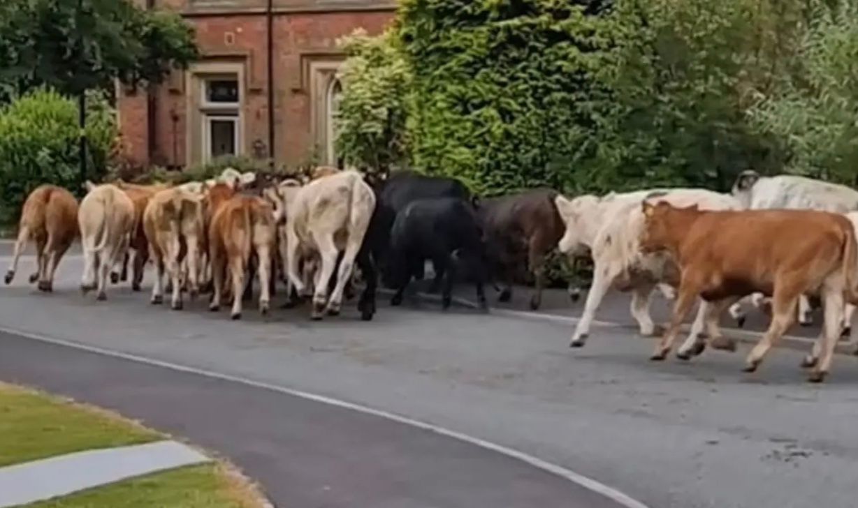 Корови самі відчинили ворота своєї загороди Корови самі відчинили ворота своєї загороди