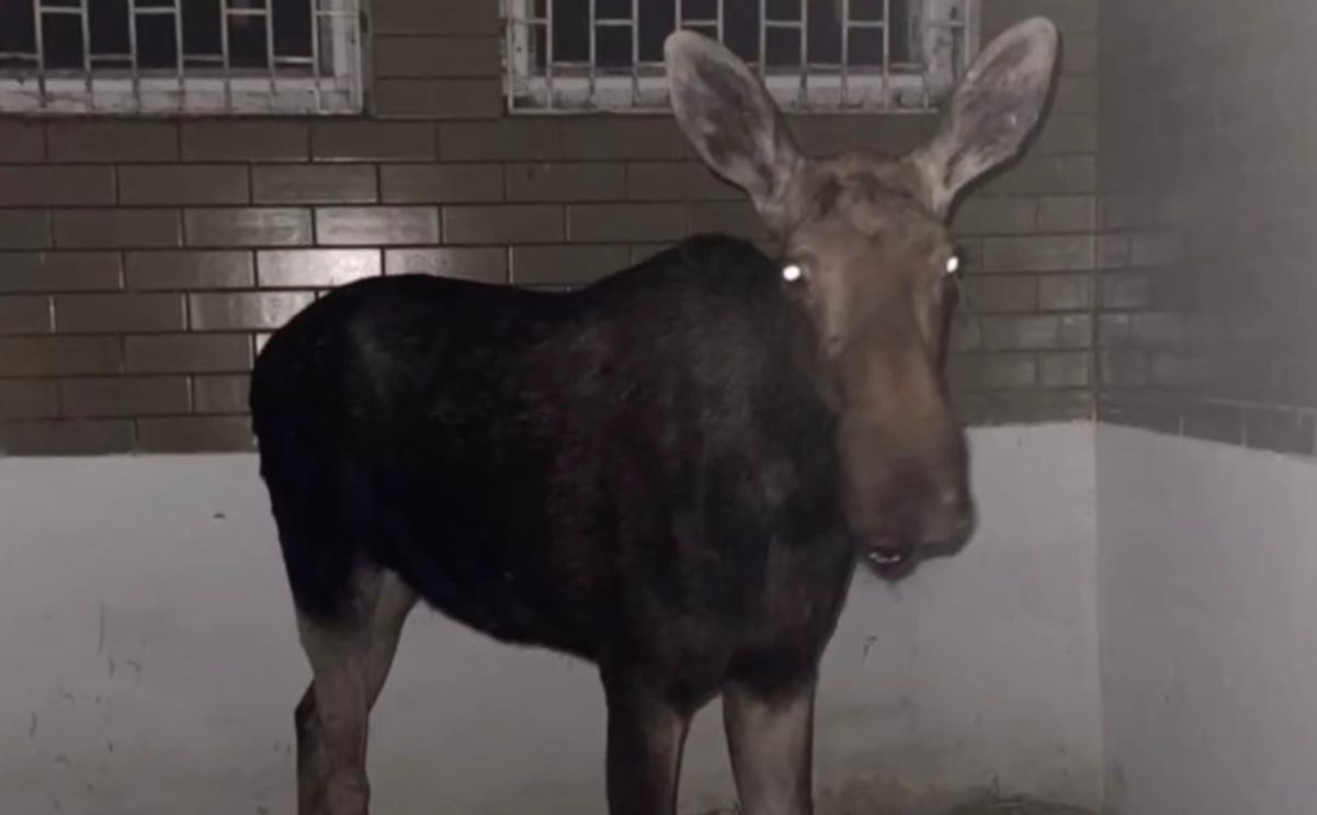 Через російський обстріл у Києві загинув лось Через російський обстріл у Києві загинув лось