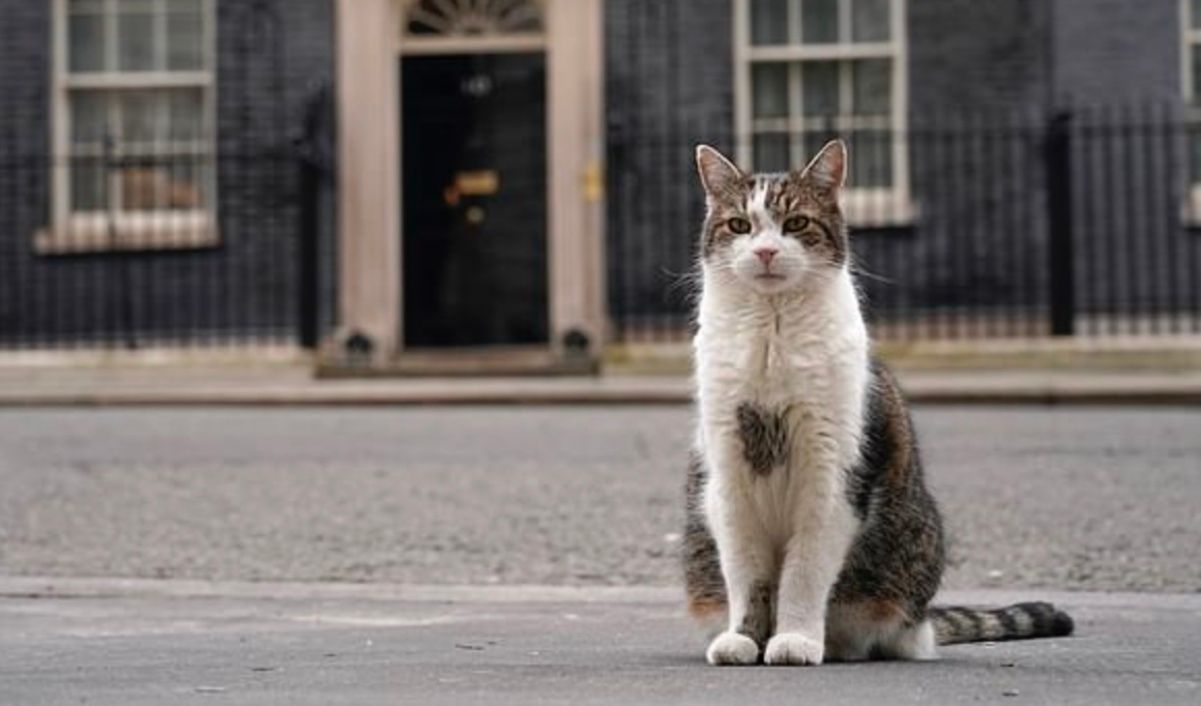 Новый премьер приведет свою кошку в дом знаменитого кота Ларри - Pets