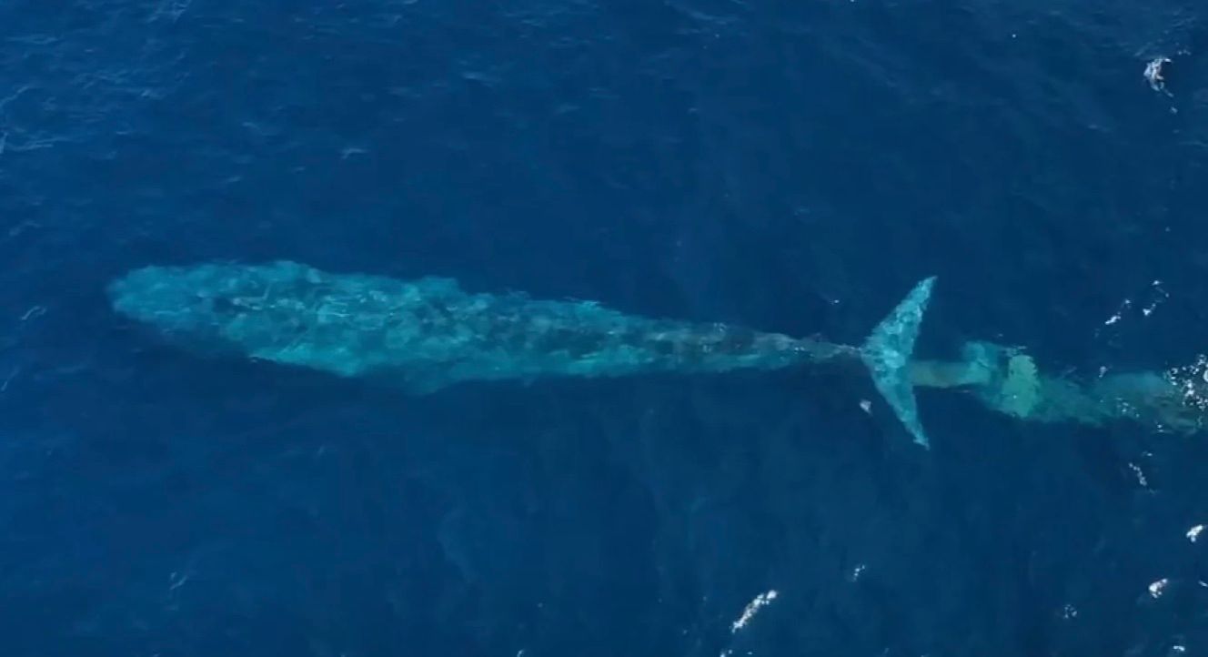 Карликового синього кита зняли за спорожненням кишечника Карликового синього кита зняли за спорожненням кишечника