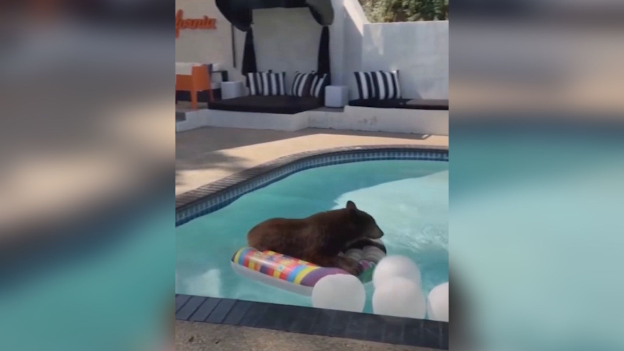 Медведь, уставший от жары, запрыгнул на матрас в бассейне Медведь, уставший от жары, запрыгнул на матрас в бассейне