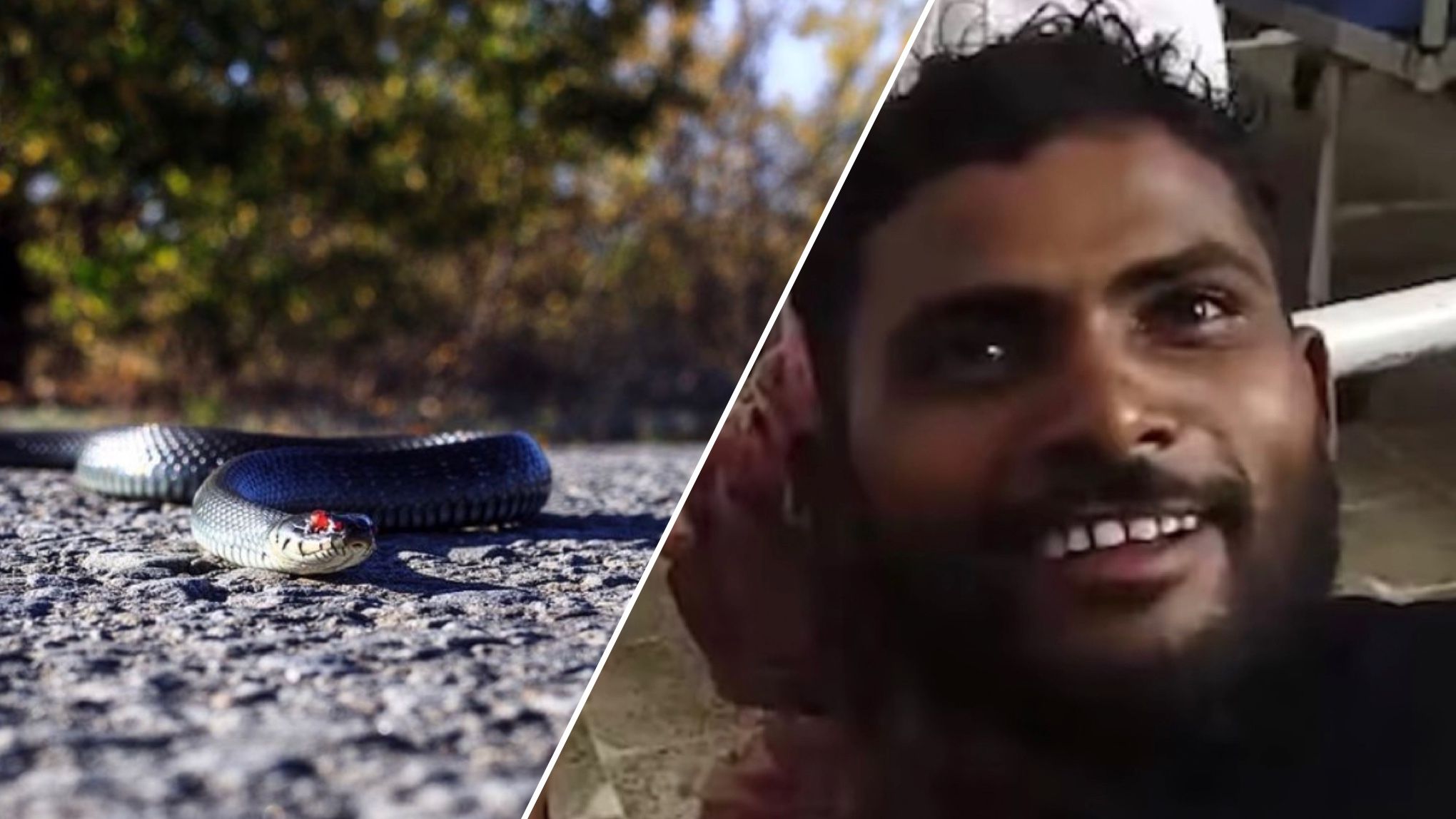 Індус до смерті покусав змію, яка напала на нього Індус до смерті покусав змію, яка напала на нього