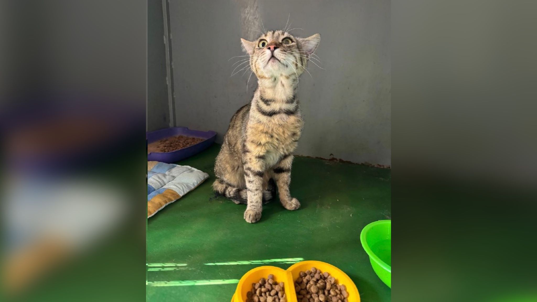 В Киеве спасли кота из-под обломков разбитого дома В Киеве спасли кота из-под обломков разбитого дома