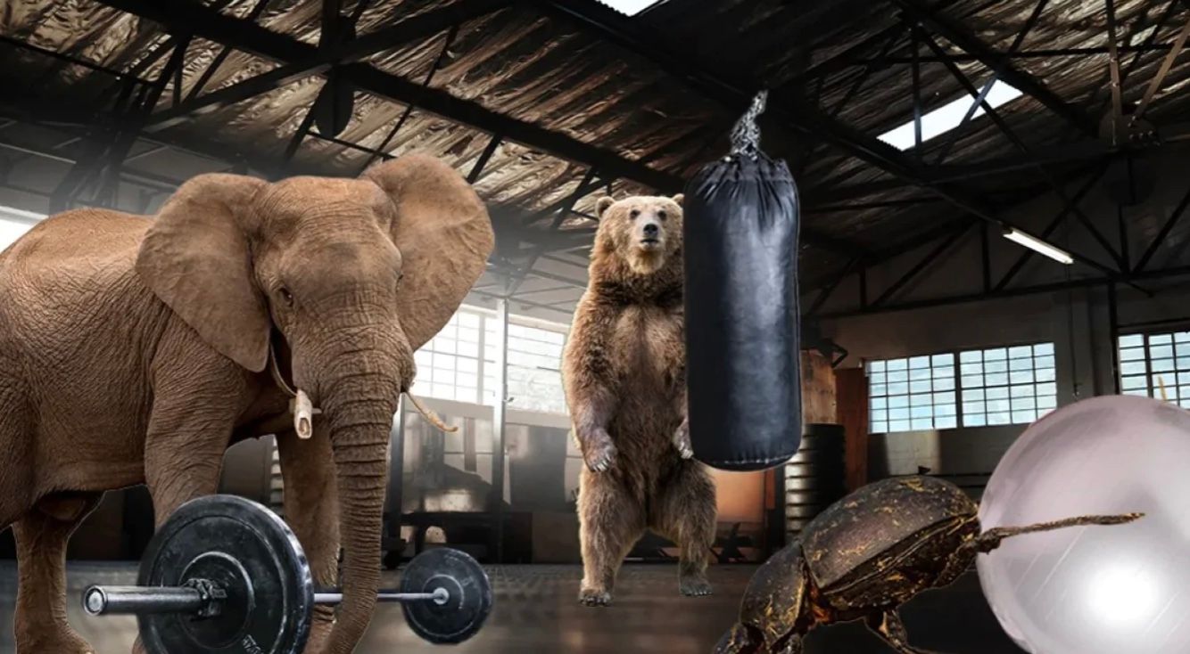 На Землі є істота значно сильніша, ніж африканський слон На Землі є істота значно сильніша, ніж африканський слон