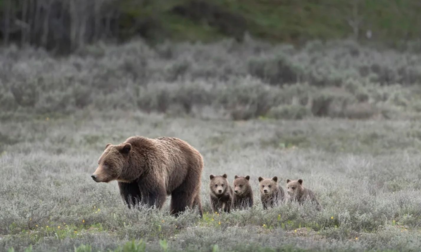 Самая многодетная мать в истории Самая многодетная мать в истории